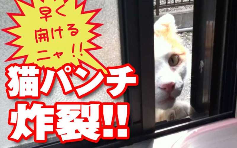 猫パンチで窓を開けようとするネコのおもしろ動画